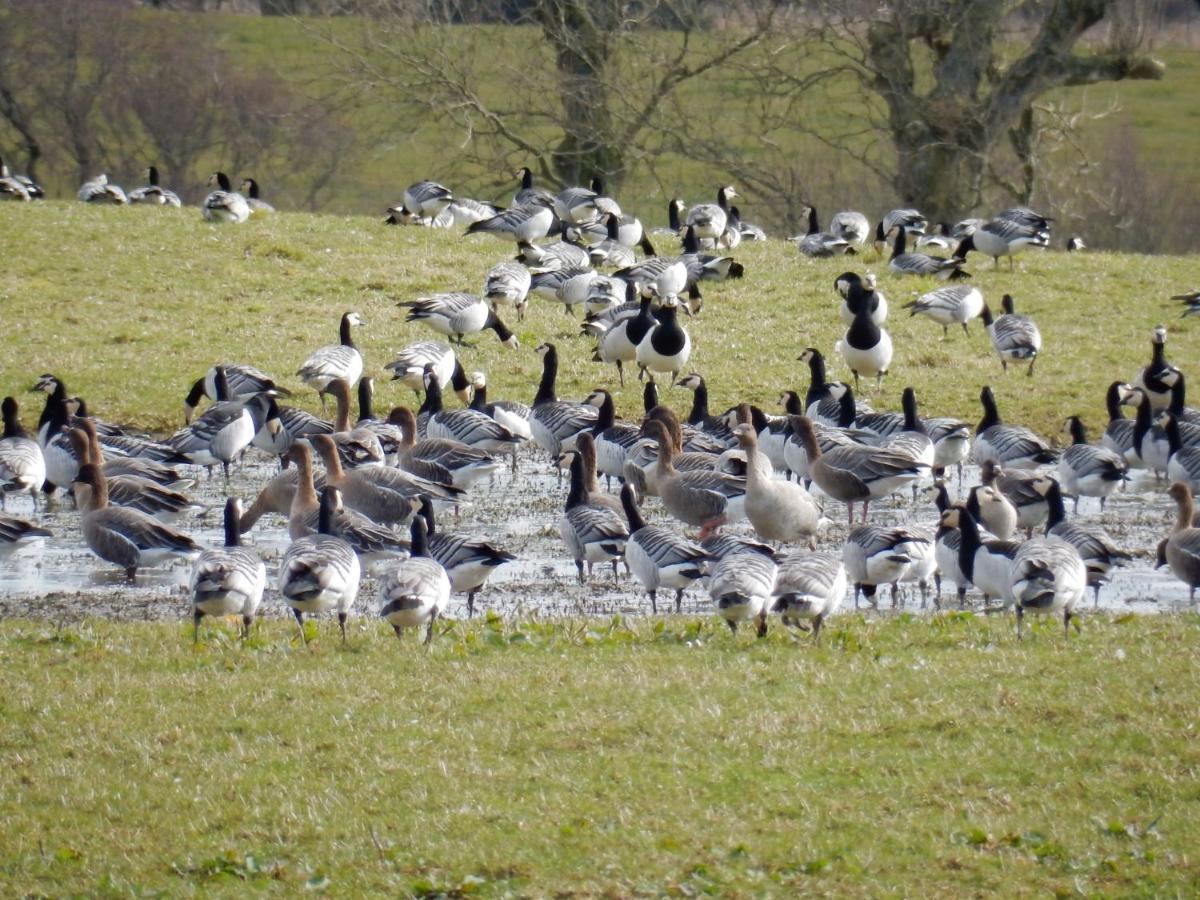 Shelduck Cottage Mainsriddle Экстерьер фото